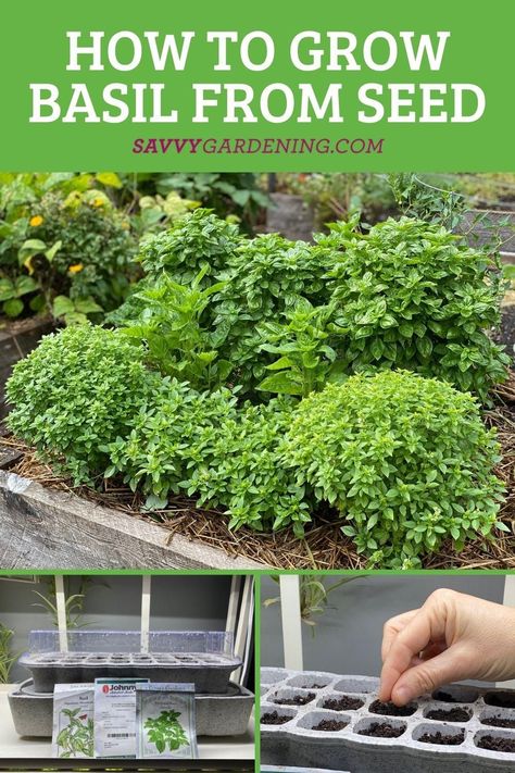 Growing Basil Indoors From Seeds, How To Plant Basil Seeds, Grow Basil From Seed, How To Grow Basil From Seed, Planting Basil From Seed, Growing Basil Outdoors, Growing Herbs From Seeds, Growing Basil From Seed, Growing Basil Indoors