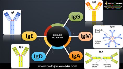 Which are the 5 Classes of immunoglobulins?Structure and Function Immunoglobulin Types, Immunology Notes, B Cell, Medical Student Study, Medical Laboratory Science, 5th Class, Structure And Function, Laboratory Science, Medical Laboratory