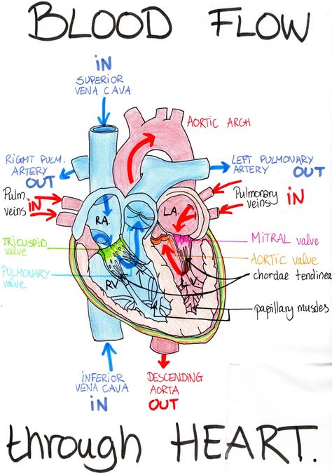 Cardiovascular System | Medical Biology illustrated notes Simple Human Heart, Blood Flow Through The Heart, Human Heart Diagram, Heart Diagram, Medical Drawings, Diagnostic Medical Sonography, Nursing School Essential, Nursing School Motivation, Heart Valves