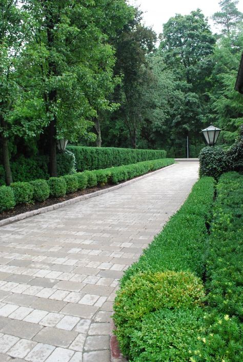 Driveway Entrance Landscaping, Modern Driveway, Tree Lined Driveway, Driveway Entrance, Driveway Design, Driveway Landscaping, Front Yard Design, Modern Landscape Design, Low Maintenance Landscaping