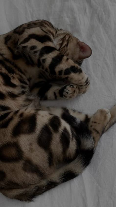 Leopard Wallpaper Aesthetic, Dream's Cat, Leopard Cat, Image Chat, Pets 3, Bengal Cat, Cat Aesthetic, Sweet Animals, Pretty Cats