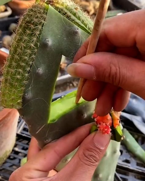 Cactus Grafting, Grafted Cactus, White Flies, Cactus And Succulents, All About Plants, House Plants, Cactus, Plants