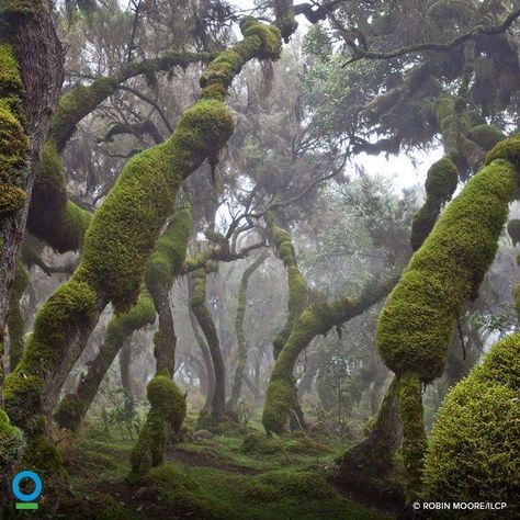 Harenna | Etiopia Mossy Tree, Tree Forest, Africa Travel, Enchanted Forest, Our Lady, Ethiopia, Beautiful World, Wonders Of The World, Mother Nature