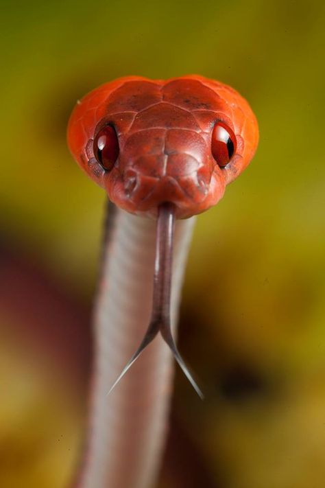 Siphlophis compressus | by Frank_Deschandol Colorful Snakes, Pretty Snakes, Cute Snake, Reptile Snakes, Beautiful Snakes, White Sharks, Crocodiles, Reptiles And Amphibians, Zoology