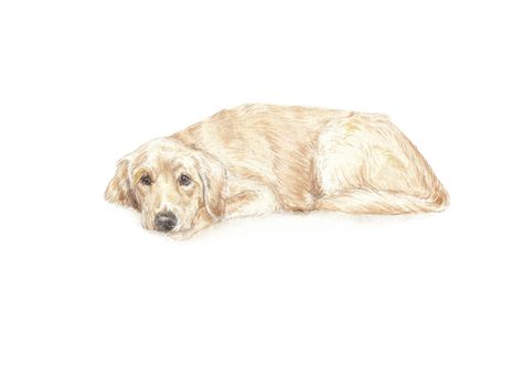 Golden Retriever Print, Dog Laying Down Drawing, Golden Retriever Illustration, Golden Retriever Drawing, Golden Retriever Pup, Dog Illustration Art, Golden Retriever Art, Dog Animation, Dog Greeting Cards