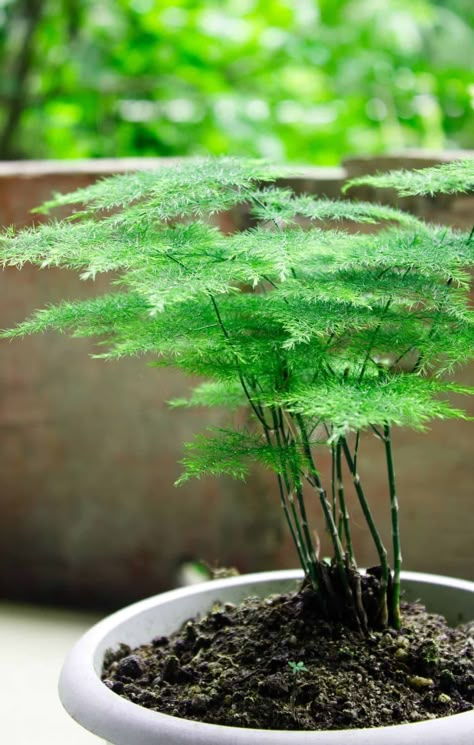 Asparagus Fern Care, Fern Tree, Tanaman Air, Ferns Care, Asparagus Plant, Ferns Garden, نباتات منزلية, Asparagus Fern, Backyard Pools