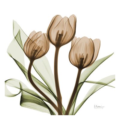 Xray Flower, Xray Art, Albert Koetsier, Tulips Art, Nature Art Prints, Deco Nature, Transparent Flowers, Art Print Display, Unframed Art