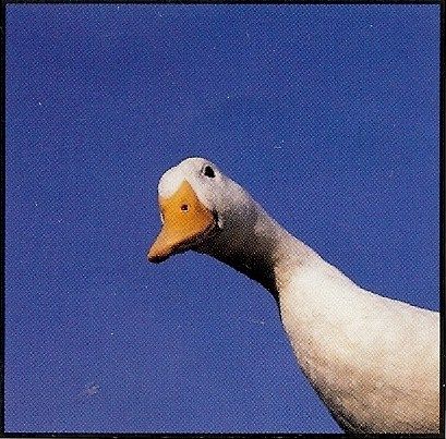 Funny Geese Pictures, Goose Reference Photo, Duck Looking At Camera, Silly Goose Aesthetic, Goose Pfp, Goose Photography, Goose Photo, Goose Aesthetic, Geese Photography