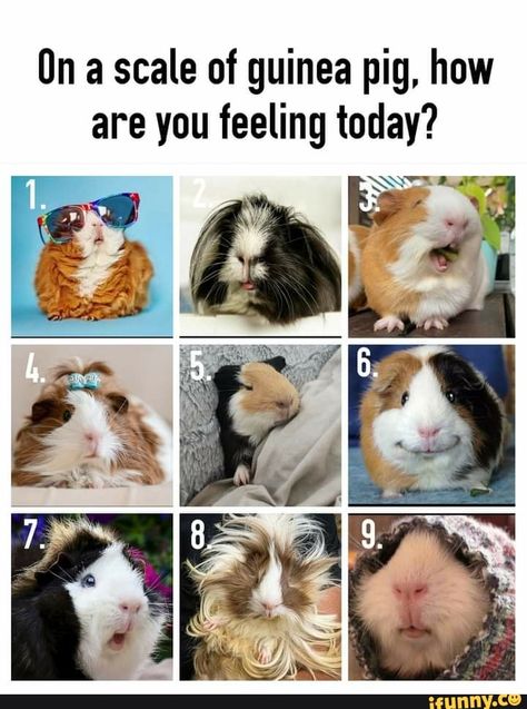 On a scale of guinea pig, how are you feeling today? - ) Which Are You Today, Emotion Scale, Mood Scale, Attendance Questions, Llama Pictures, Guinea Pigs Funny, Pig Pictures, Feelings Chart, Pet Guinea Pigs