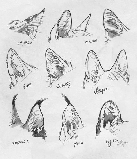 Hissing Cat Drawing Reference, How To Draw Animal Faces, Sketch Bases, How To Draw Ears, Kaiju Paradise, Animal Sketch, Cat Drawing Tutorial, Cats Art Drawing, الفن الرقمي