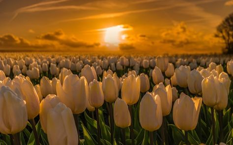 Photo colorful tulip field in the nether... | Premium Photo #Freepik #photo Flower Wallpaper Landscape, Flower Landscape Wallpaper, Tulips Wallpaper Desktop, Wallpaper Aesthetic Landscape, Tulips Landscape, Tulips Field, Field Of Tulips, Flower Desktop Wallpaper, Chill Wallpaper