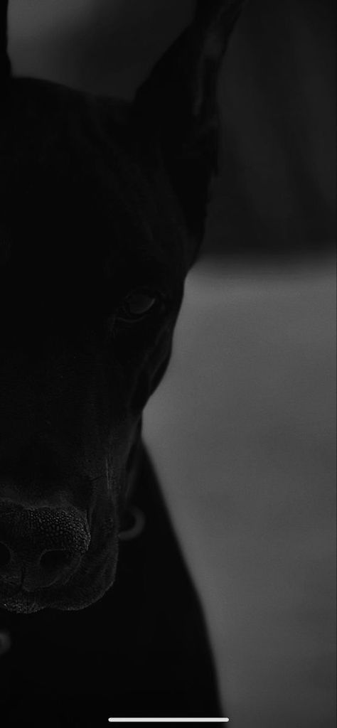 Doberman Wallpaper Iphone, Doberman Aesthetic Wallpaper, Doberman Wallpaper, Doberman Aesthetic, Vanellope Y Ralph, Black Doberman, Doberman Pinscher Dog, Scary Dogs, Doberman Dogs