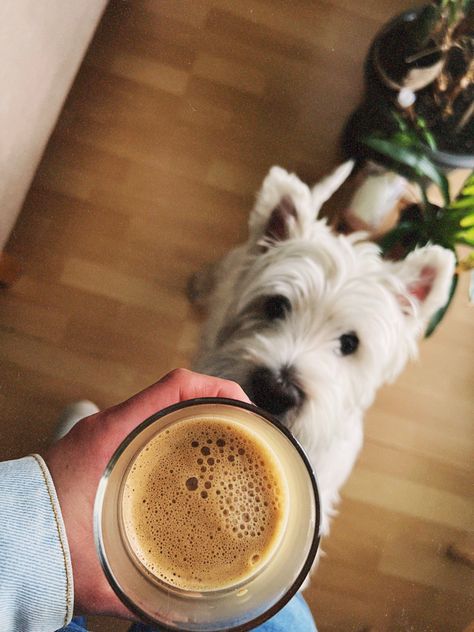 Pet Sitting Aesthetic, Dog Owner Aesthetic, Dog Cafe Aesthetic, Dogs And Coffee, Cafe Plan, 2024 Manifestation, Coffee Shop Branding, Dog Calendar, Shop Branding