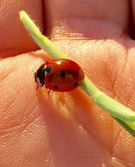 Ladybugs Aesthetic, Vidhi Core, Ladybug Aesthetic, A Ladybug, It Gets Better, Pretty Pictures, Mother Nature, Summer Vibes, Bugs