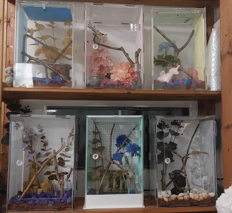 Praying Mantis Terrarium, Praying Mantis Enclosure, Mantis Terrarium, Mantis Enclosure, Fish Terrarium, Spider Ideas, Cupcake House, Stick Insects, Spider House