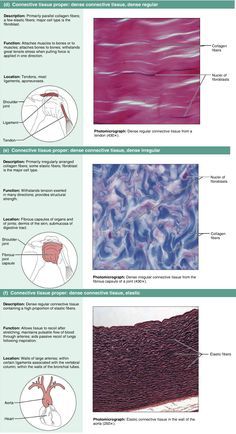 Connective Tissue Notes, Tissues Anatomy, Dense Connective Tissue, Tissue Biology, Medical Assistant Student, Medicine Notes, Medicine Studies, Vet Medicine, Basic Anatomy And Physiology