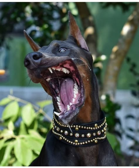 Doberman Barking, Dog Anatomy, Doberman Dog, Scary Dogs, Doberman Dogs, Animal Study, Pretty Dogs, Pretty Animals, Bad Dog