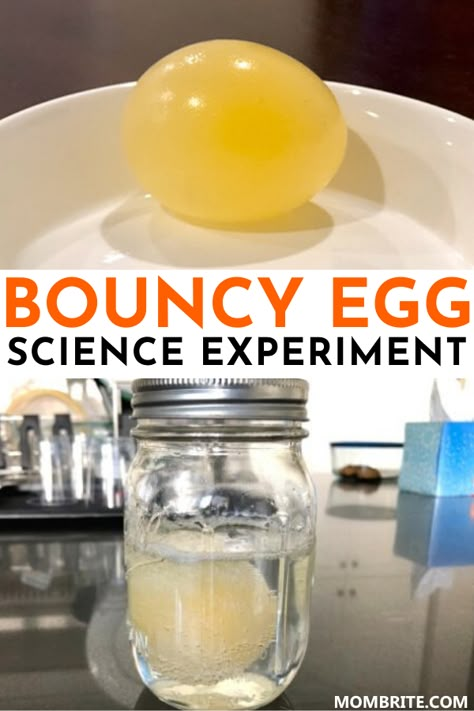 Reggio Science, Bouncy Egg Experiment, Egg Science, Egg Experiment, Bouncy Egg, Toddler Science, Toddler Stem, Egg Experiments, Science Experience