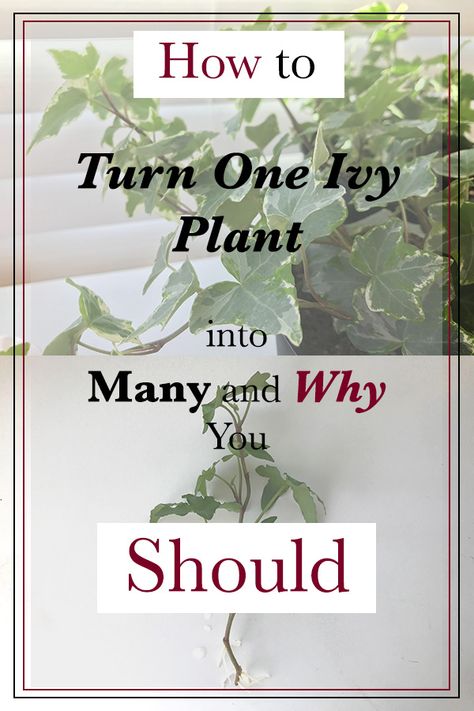 Step by step how to guide to turn one indoor Ivy plant into many and why you should.  The Perfect plant for beginner propagation methods and urban gardening.  English Ivy has so many varieties and so beautiful.  No reason why you shouldn't have many at a very very low cost!  #gardening #garden #indoorplants #propagate #howto #DIY #airpurify #clean #health #urban #planter #decorating #growyourown #houseplantclub Indoor Ivy, Propagation Methods, Ivy Plant Indoor, English Ivy Plant, Growing Food Indoors, Ivy Plant, Plant Indoor, Garden Hacks, English Ivy