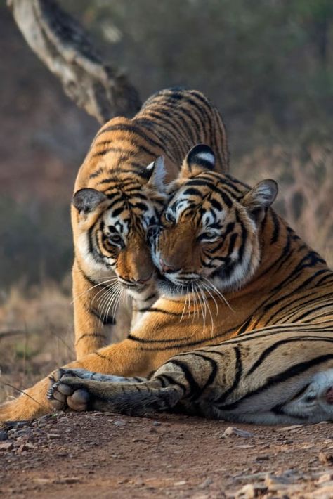 Check out "Tiger Safari in Ranthambore National Park" in Taj Mahal and Agra #nationalparks #tiger #animals #travel #traveltips #traveldestinations #vacation #orangutan #monkey #followme #follow4follow #happy #family #familyvacation Project Tiger, Ranthambore National Park, Spot Books, Park Day, Wild Tiger, Vacation Locations, Vacation Usa, Wildlife Safari, Pet Animals