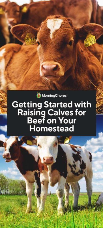 Buying A Cow For Meat, Raising Beef Cattle For Beginners, Beef Cattle Breeds, Raising Cows For Beginners, How To Start A Cattle Ranch, Raising Cattle For Beginners, Raising Beef Cattle Small Farm, Raising Cows For Meat, Raising Calves