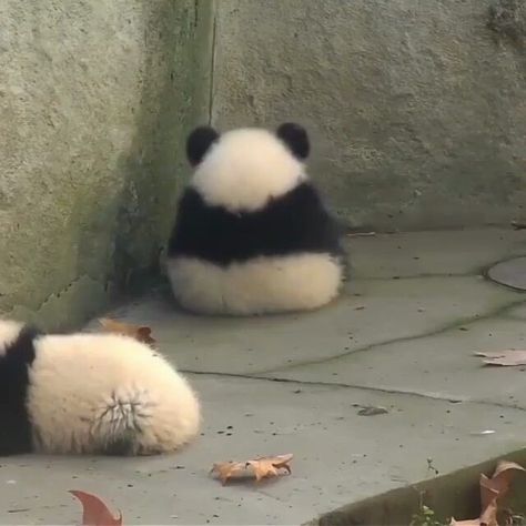 Cute Small Animals, Panda Bears, Pretty Animals, Baby Panda, Baby Animals Funny, Silly Animals, Fluffy Animals, Cute Wild Animals, Chengdu