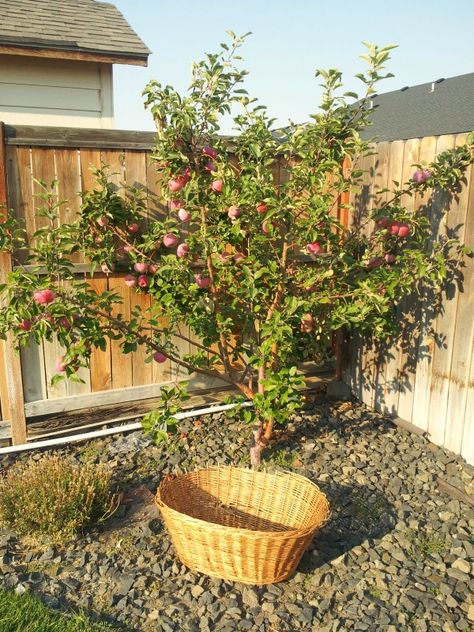 Potted Apple Tree, Mini Apple Tree, May Apple Plant, Apple Tree In Backyard, Fuji Apple Tree, Gala Apple Tree, Apple Tree Backyard, Backyard Apple Tree, Apple Tree Landscaping