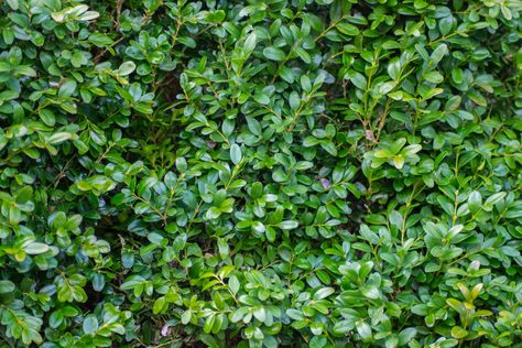 How to Remove a Boxwood Bush | eHow Boxwood Shrub, Boxwood Bush, Box Hedging, Box Wood Shrub, Yard Makeover, Boxwood Hedge, Current Location, Landscape Ideas, Early Spring