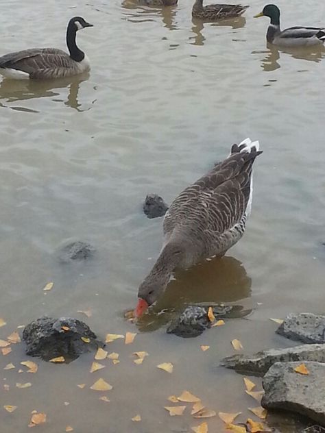 Feeding Ducks, Me And My Sister, Mother Goose, White Duck, Blair Waldorf, White Ducks, My Grandmother, Iraq, Ducks