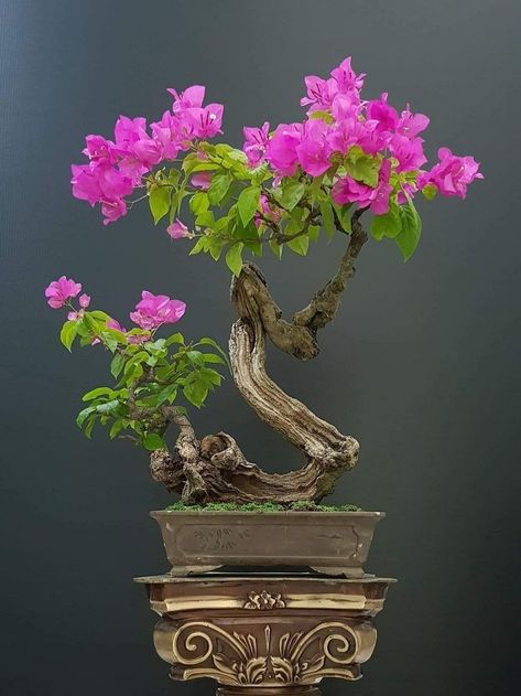 🌺🌺🌺 Bonsai Bougenvile, How To Grow Bonsai, Jade Plant Bonsai, Bougainvillea Bonsai, Bonsai Diy, Bonsai Making, Japanese Bonsai Tree, Bonsai Forest, Pre Bonsai