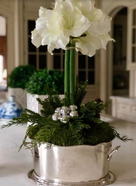 Silver Flower Arrangements, Amaryllis Arrangement Christmas, Flower Arrangements Winter, Christmas Poinsettia Decorations, Amaryllis Centerpiece, Christmas Flower Arrangements Ideas, Flower Garden Aesthetic, Amaryllis Arrangement, Flower Arrangements Ideas