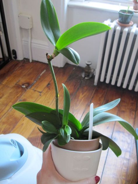 Orchid Keikis: What They Are and What to Do With Them | Brooklyn Orchids Keiki Orchid, Care Of Orchids, Orchid Propagation, How To Grow Orchids, Baby Orchid, Orchids Care For Beginners, Phalaenopsis Orchid Care, Grow Orchids, Repotting Orchids