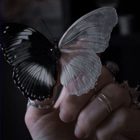 Black And White Butterfly, Dark Alice In Wonderland, Alice In Wonderland Aesthetic, School For Good And Evil, Negroni, Fantasy Aesthetic, + Core + Aesthetic, White Butterfly, Good And Evil