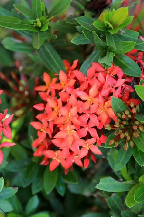 Plant species of India Flowering Plants In India, Ixora Coccinea, Easy Magic Tricks, Easy Magic, Flowering Plants, Plant Species, Magic Tricks, Planting Flowers, Garden Design