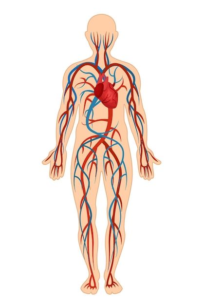 Estrutura anatômica do corpo humano apre... | Premium Vector #Freepik #vector #sistema-vascular #rim-humano #rim #veias Human Body Circulatory System, Human Circulatory System, Brain Surgeon, Summer Health, Health And Fitness Magazine, Daily Health Tips, Circulatory System, Cardiovascular System, Fitness Advice