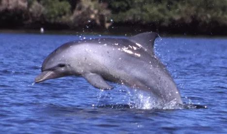 Swedes enjoy rare Baltic dolphin sight Common Bottlenose Dolphin, Deepwater Horizon Oil Spill, Dolphin Tale, Deepwater Horizon, Rainbow Beach, Bottlenose Dolphin, Myers Briggs Personalities, Marine Mammals, Myers Briggs