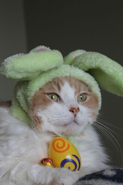 Easter Cat, Easter Cats, Holiday Pics, Silly Rabbit, Easter Parade, Cat Holidays, Cute Easter, Holiday Pictures, Cat Hat