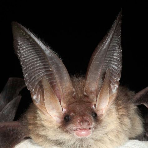 Bat