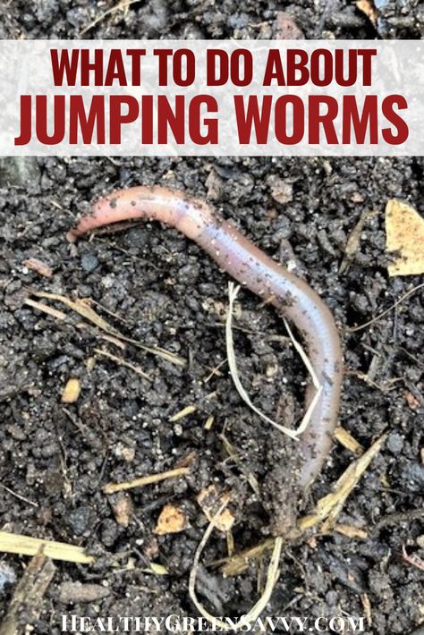 Have you heard about the threat of Asian jumping worms? Here's what to know about jumping worms and what to do if you find them in your garden. #gardening #jumpingworm #pestcontrol #invasives Asian Jumping Worms, Natural Gardening, Gardening Tricks, Bean Plant, Natural Pest Control, Garden Pest Control, Thriving Garden, Soil Layers, Garden Size