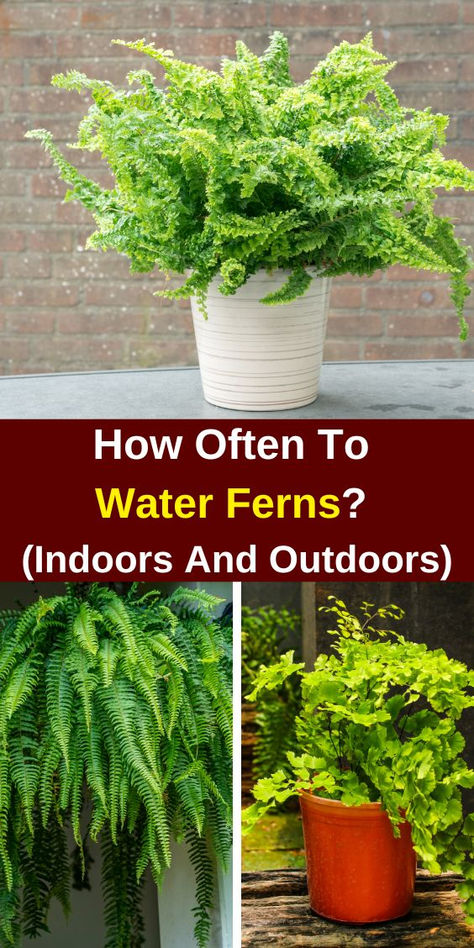 Discover the essential guide on how often to water ferns for both  indoor and outdoor settings. Learn expert tips on Boston ferns care,  including how to keep ferns healthy and thriving in your ferns garden.  Whether you have potted ferns or outdoor ferns in pots, find out  the best watering practices to promote growth and vitality. Explore  effective strategies on how to make ferns grow big and ensure your  ferns care routine is top-notch. Ferns In Pots, Indoor Fern Plants, Outdoor Ferns, Ferns Plant, Water Ferns, Indoor Ferns, Hanging Ferns, Potted Ferns, Ferns Care