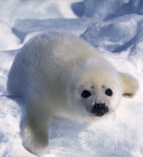 Baby Sea Lion, Image Illusion, Bio Diversity, Harp Seal, Cute Seals, Seal Pup, Baby Seal, Underwater Animals, Arctic Animals