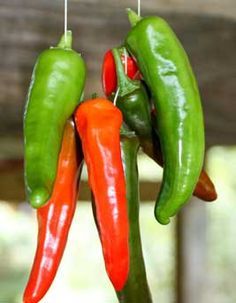 Preserve Peppers, Preserving Peppers, Gardening Seeds, Serrano Peppers, Dried Chili Peppers, Chile Peppers, Gardening Guide, Canning Food Preservation, Dry Tortugas