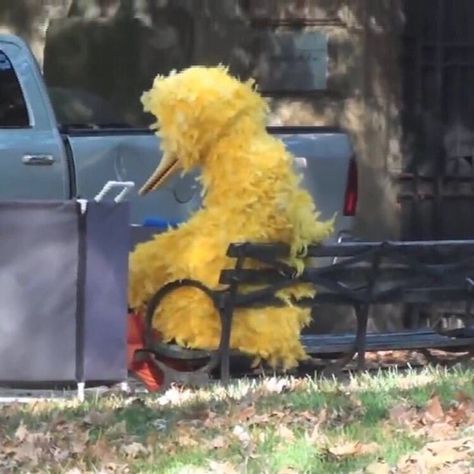 sad big bird Big Bird Sesame Street, Elmo And Friends, Sesame Street Muppets, Fraggle Rock, The Muppet Show, Big Bird, Funny Reaction Pictures, Meme Pictures, Sesame Street