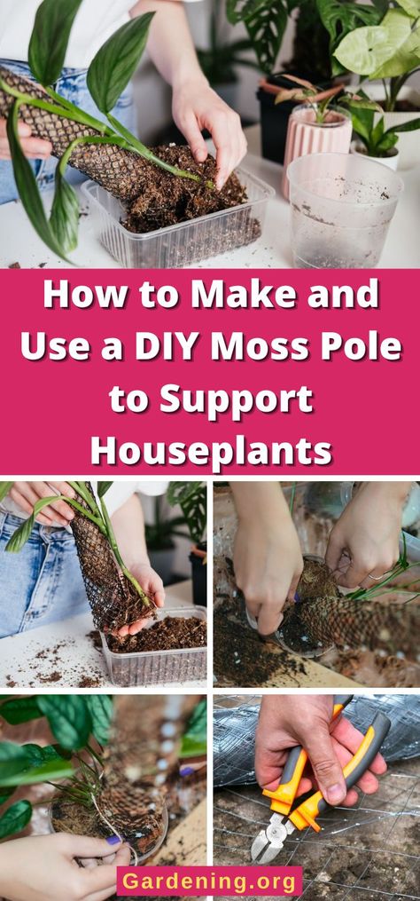 How to Make and Use a DIY Moss Pole to Support Houseplants How To Make A Moss Pole, Diy Moss Pole, Diy Moss, Moss Pole, Gardening Hacks, Gardening Landscaping, Lots Of Money, Garden Landscaping, Gardening Tips