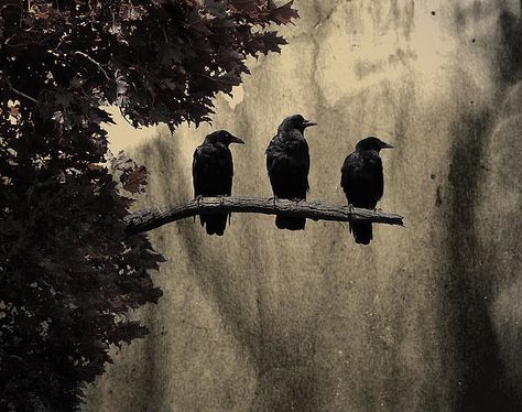 Three Crows, Quoth The Raven, Raven King, Crow Art, Black Birds, Jackdaw, Raven Art, Crows Ravens, Wow Art