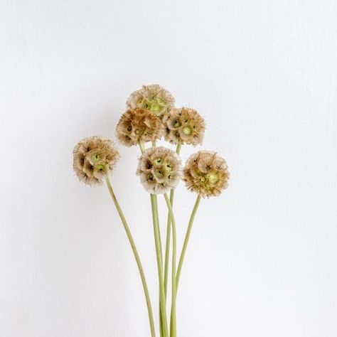 Spooky Flowers, Fifty Flowers, Scabiosa Pods, Floral Design Classes, Long Vase, Floral Quotes, Rustic Romance, Flower Installation, Dried Bouquet