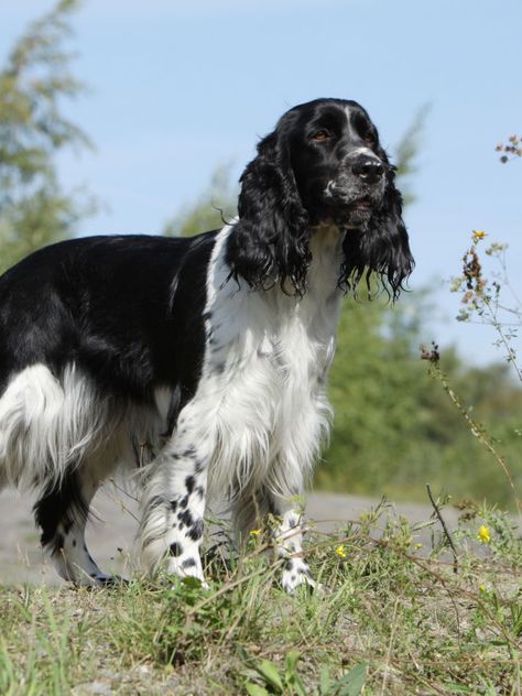 English Springer Spaniel - All About Dogs | Orvis Black And White English Springer Spaniel, Bambi Birthday, All About Dogs, Dog Types, English Spaniel, Field Spaniel, Dog Character, Springer Spaniel Puppies, Every Dog Breed