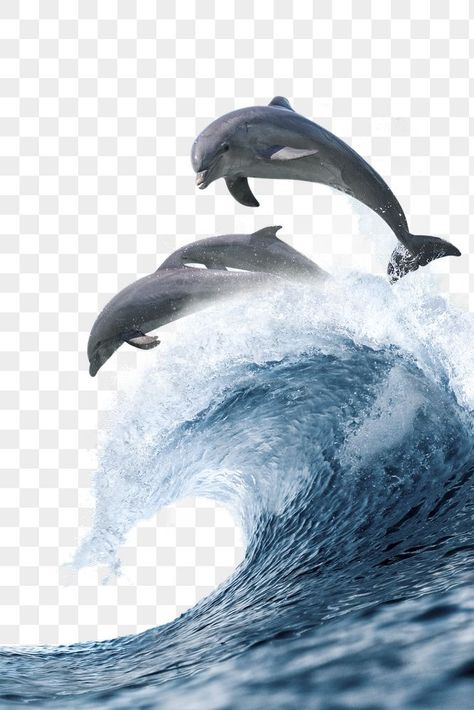 Dolphins Aesthetic, Dolphin Background, Dolphin Hd, Ocean Png, Dolphin Desktop Wallpaper, Cool Cover Photos, Ocean With Dolphins, Dolphin Sublimation, Aquarium Pictures