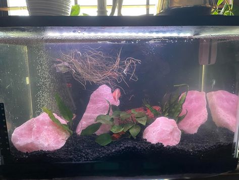 Pink Aquarium, Pink Fish Tank, Fish Tank Ideas Decorations, Axolotl Tank Ideas, Axolotl Tank, Pink Live, Lizard Tank, Class Pet, Fish Tank Terrarium