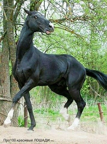 Different Horse Breeds, Horse Reference, Akhal Teke Horses, Marwari Horses, Horse Anatomy, Horse Inspiration, Akhal Teke, Horse Drawings, Animal Sketches